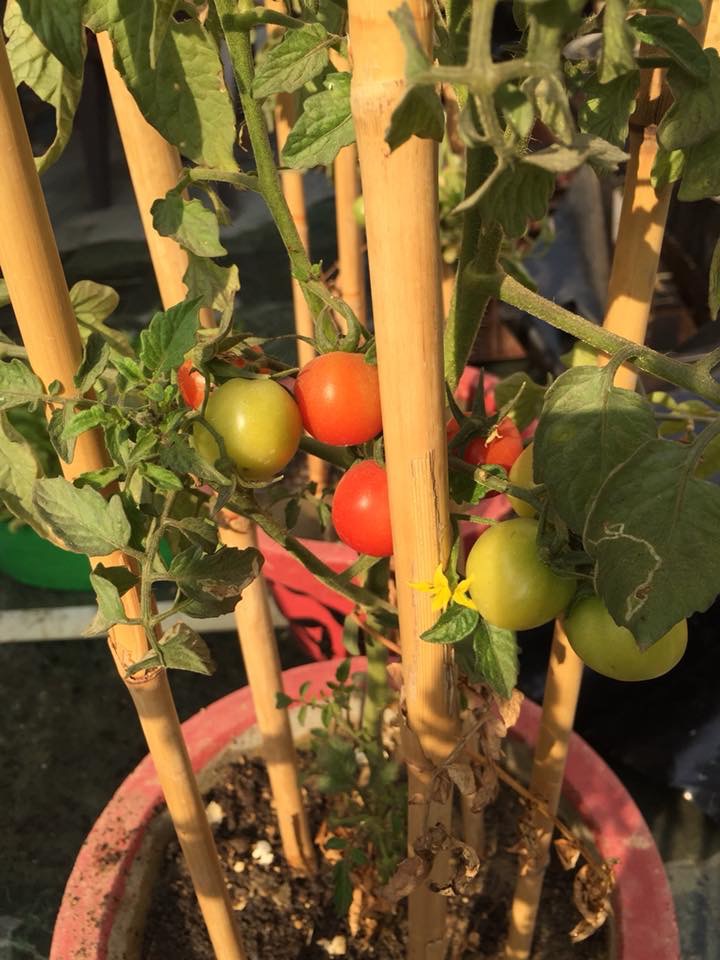 Growing Tomatoes on Rooftop