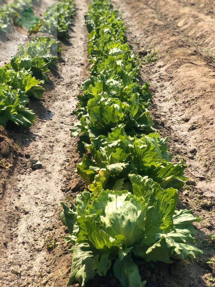 Lettuce grown at our farm in Qadian