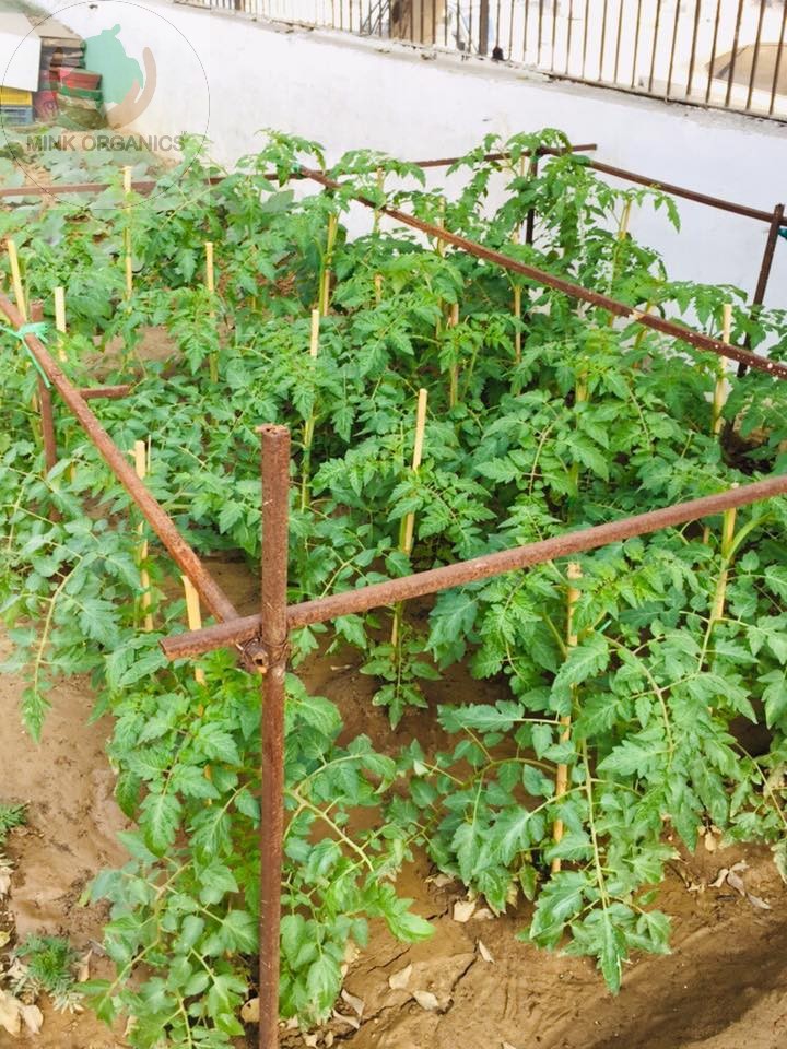 Tomato plants at outlet at Kewal Vihar